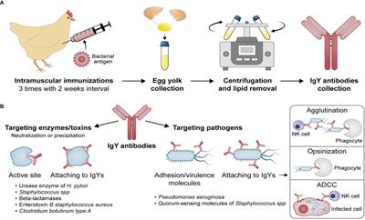 IgY antibodies: The promising potential to overcome antibiotic resistance